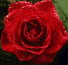 ������ ������� red*rose