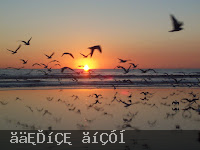 علمتنى العصافير ال......................................... Sunset-birds