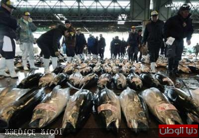صور أكبر سوق سمك في العالم 120326150002IFr1