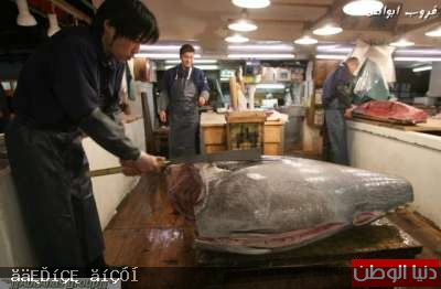 صور أكبر سوق سمك في العالم 120326150003g5j1