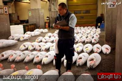 صور أكبر سوق سمك في العالم 1203261500044eZf
