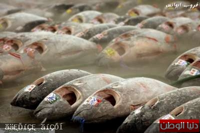 صور أكبر سوق سمك في العالم 120326150004N44D