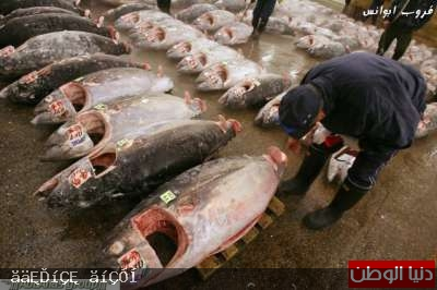 صور أكبر سوق سمك في العالم 120326150004mOz4