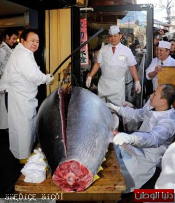 صور أكبر سوق سمك في العالم 120326150006LQp5